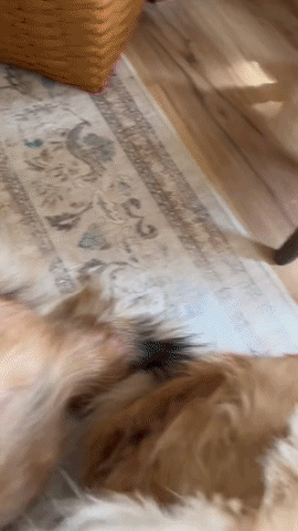 Nupukas™ FurGroom Pro